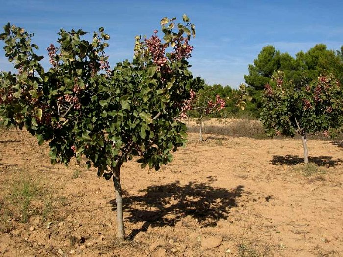 Joven plantacion de pistacho